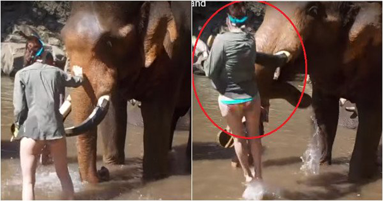 हाथी को जब पसंद नहीं आया लड़की का प्यार तो किया ऐसा कुछ, देखिए विडियो