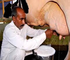 इंदौर में प्रति लीटर दूध अब हुआ 43 रुपए का 