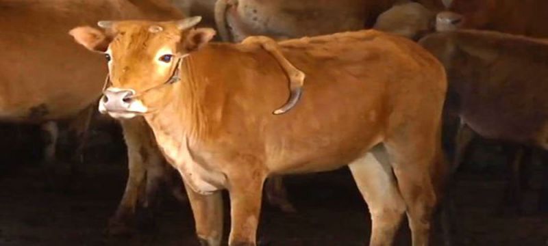 चीन में जन्मी पांच पैरों वाली अनोखी गाय