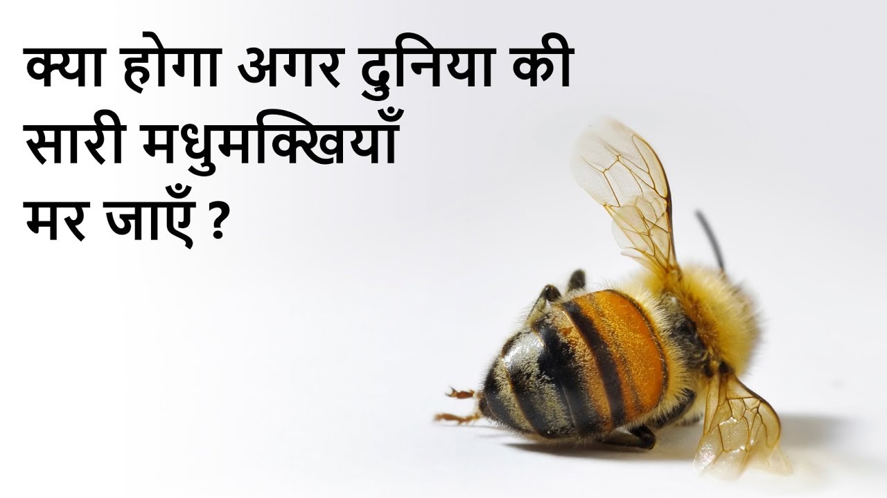 अगर दुनिया की सारी मधुमक्खियाँ मर जाएँ तो जो होगा, सच जानकर उड़ जाएँगे होश...वीडियो 