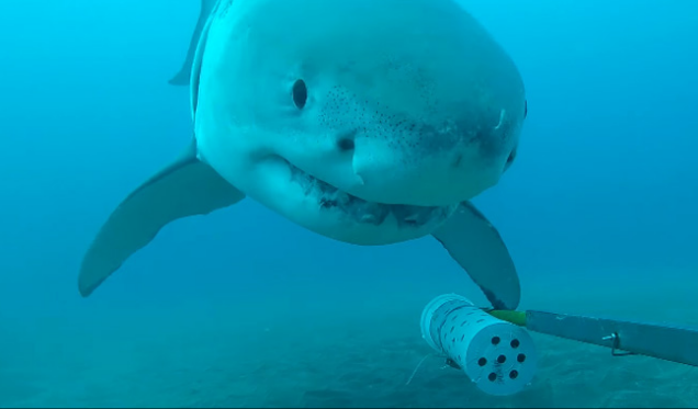 इस अंदाज में कभी नहीं देखी होगी शार्क, वीडियो हो रहा वायरल