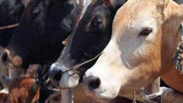 यूपी के बलिया में गाय चुरा रहे 2 दलित युवकों को भीड़ ने पीटा, सिर मुंडवाकर इलाके में घुमाया
