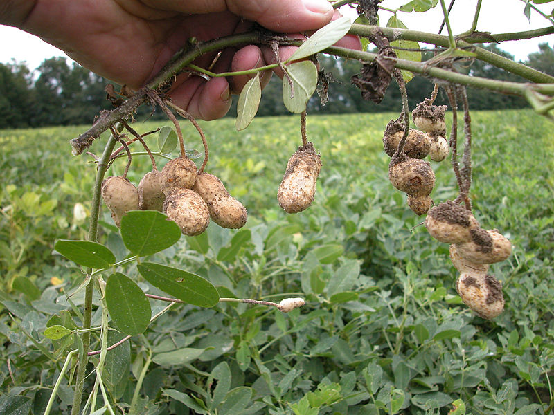 मूंगफली की इस नए तरीके से खेती, करेगी किसानों को मालामाल