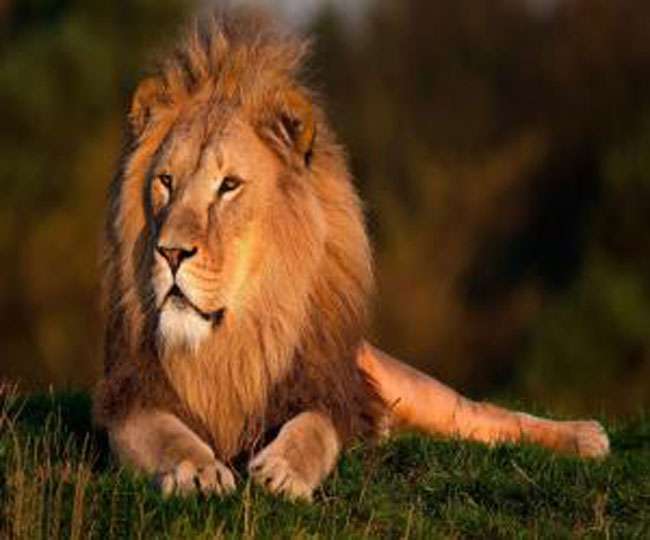सासन गिर के जंगल में पांच एशियाई शेरों की हालत गंभीर है। वनमंत्री गणपत सिंह वसावा ने शेरों की मौत के लिए एक वायरस को जिम्मेदार बताया है। शेरों में केनाइन डिस्टेम्पर नामक वायरस के संक्रमण की पुष्टि हुई है। सरकार ने अमेरिका से खास वैक्सीन मंगा ली है। सासन गिर के दलखानिया रेंज में 12 सितंबर से अब तक 23 शेरों की मौत हो चुकी है। करीब 25 वर्ग किलोमीटर में इन शेरों की मौत हुई, जहां प्रोटोजोआ का संक्रमण होना पाया गया है। एक दर्जन शेरों की मौत होने तक वन विभाग इसकी वजह वर्चस्व के लिए आपसी लड़ाई बताकर जिम्मेदारी से पल्ला झाड़ता रहा। इस बीच, अन्य शेर भी संक्रमण के शिकार हो गए।   जसाधार एनिमल हेल्थ केयर सेंटर में उपचार के लिए रखे गए पांच शेरों में से दो ने बीती रात दम तोड़ दिया। इसके अलावा सुरक्षा की दृष्टि से 31 शेरों को जामवाला एनिमल हेल्थ केयर सेंटर में रखा गया है। बताया जा रहा है कि उपचार के लिए लाए गए शेरों में पांच की हालत गंभीर है। वनमंत्री गणपतसिंह वसावा ने कहा है कि शेरों की मौत के लिए वायरस जिम्मेदार है। संक्रमण के कई कारण जिम्मेदार होते हैं, लेकिन वनविभाग की कोई लापरवाही इस मामले में सामने नहीं आई है। सासन गिर में करीब 600 शेर हैं। शेरों की संख्या लगातार बढ़ने के कारण इनके विस्तार में सतत कमी हो रही है। इसके चलते जंगल के आसपास बसे गांवों तक शेरों के जाने व पालतू जानवरों को मारने की घटनाएं भी सामने आती हैं। शुरू में शेरों की मौत पर पर्दा डालने के लिए पशुमालिकों की ओर से जहर दिए जाने की आशंका भी जताई गई, लेकिन लगातार शेरों की मौत के चलते इसे छिपाया नहीं जा सका। वनमंत्री ने बताया है कि कुछ सैंपिल राज्य के बाहर की लेबोरेटरी में भी भेजे गए हैं।  उधर, गुजरात हाईकोर्ट ने शेरों की मौत के लिए गैरकानूनी तरीके से जंगल में लायन शो होने को भी संक्रमण वजह माना है। कुछ माह पहले ही जंगल में शेरों को मुर्गी दिखाकर ललचाते एक वीडियो वायरल हुआ था। वाइल्ड लाइफ एक्सपर्ट देवसी बारड बताते हैं कि केनाइन डिस्टेम्पर के कारण अफ्रीका व तंजानिया में बड़ी संख्या में शेर मरने की घटना हो चुकी है। सासन गिर में इसका संक्रमण पहली बार पाया गया है। मूल रूप से यह वायरस कुत्तों में पाया जाता है। सरकार लंबे समय से गिर जंगल से कुत्तों को हटाने का कार्यक्रम भी चला रही है, लेकिन जंगल में बसे गांवों की वजह से यह पूरी तरह नहीं हो पाया। यहां करीब दो दर्जन गांवों में गैरकानूनी लायन शो होता है। आशंका यही है कि कुत्ते की लार लगे मांस के भक्षण या कुत्तों के संपर्क में आने से शेरों में यह वायरस चला गया है।